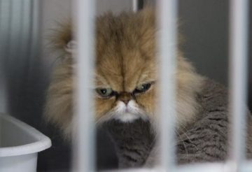 chat en pension dans une cage