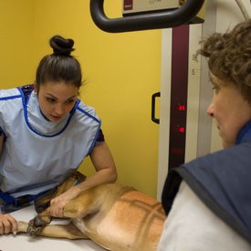 préparation d'un chien pour une radiographie