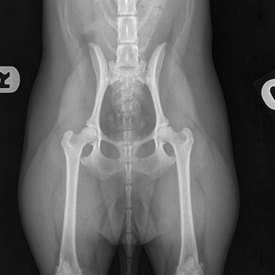 radiographie de l'abdomen d'un chien