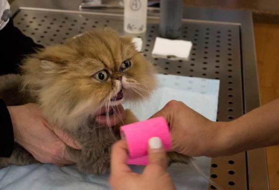 bandage rose sur la patte d'un chat